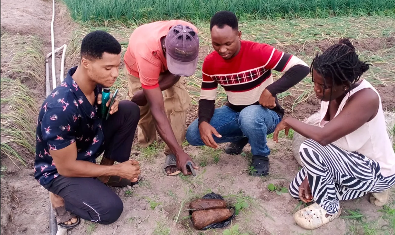 Forefront Innovations team members crouching in a farm field with a farmer, inspecting harvested yams